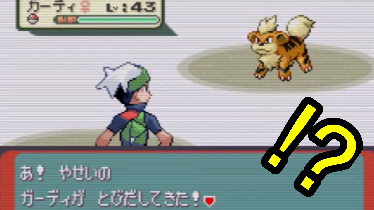 エメラルドで野生のガーディが出現するエリアを発見しました。【バトルフロンティア完全制覇】