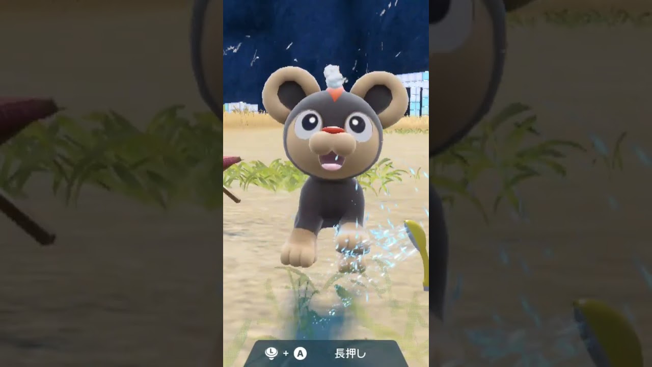 シシコ Litleo【ポケモンsv】