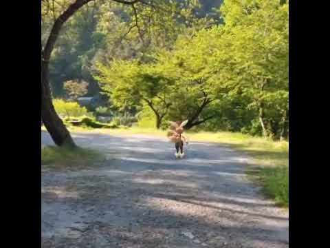 메가이어롭 ( Mega Lopunny ) メガミミロップ ( 長耳兔 )