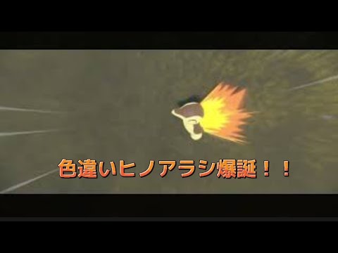 【ポケモンレジェンズアルセウス】大大大量発生で色違いヒノアラシがきました！！！！！