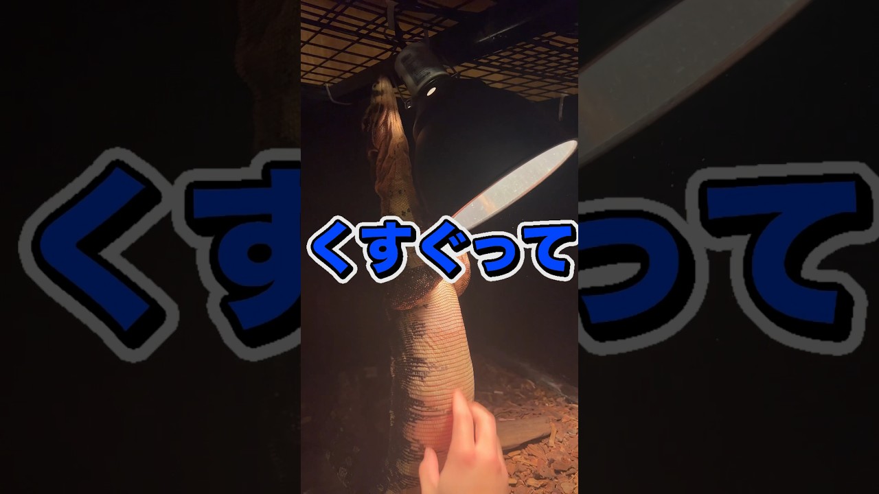 オオトカゲのお腹をくすぐっても何も起こりませんでした。