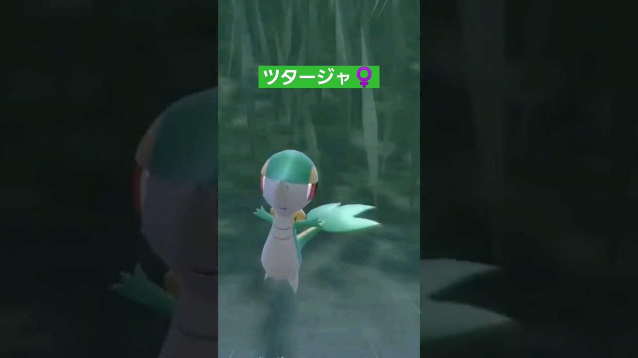 【ポケモンsv】ツタージャは♀がほしくてそこそこ時間かかってみつけた✨ #ポケモンsv #藍の円盤 #ゼロの秘宝