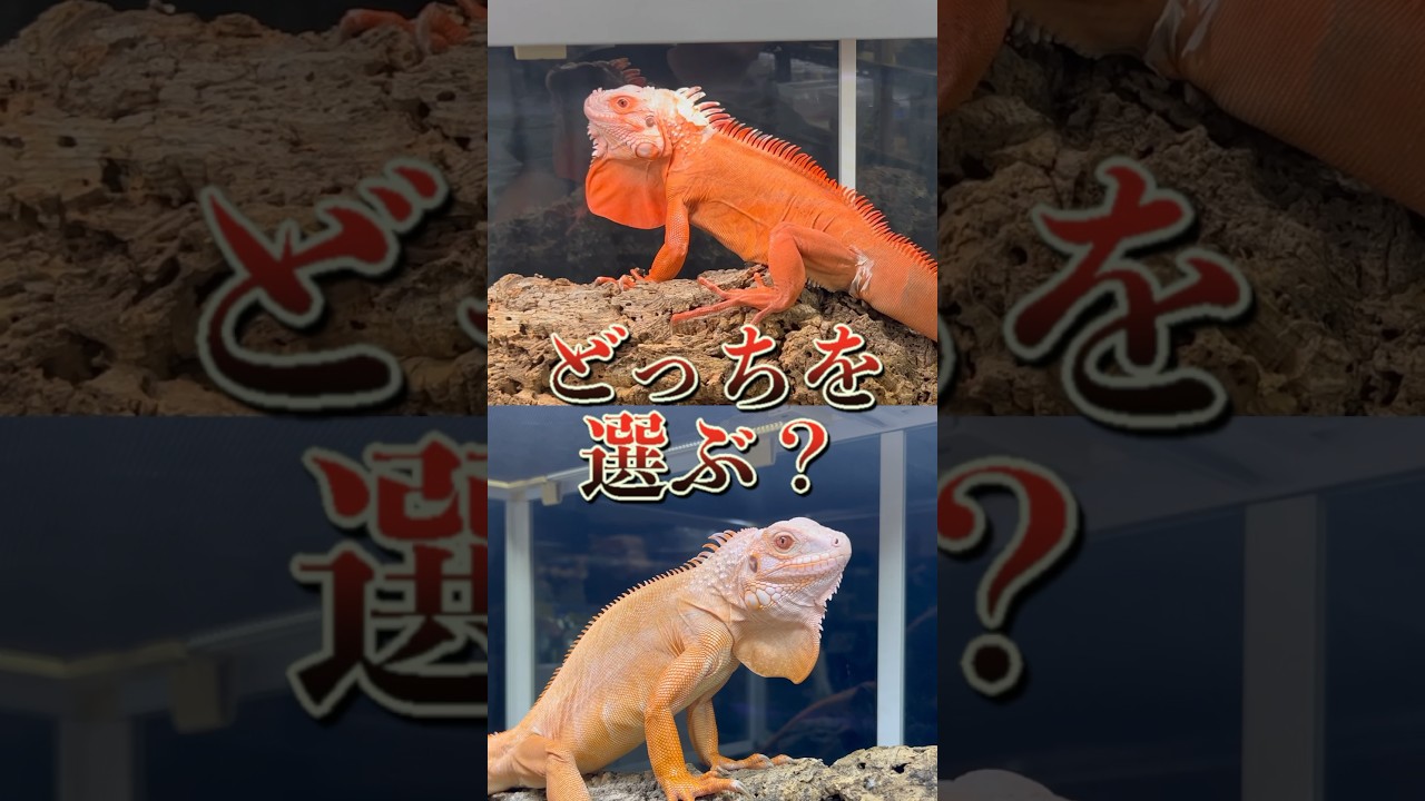 赤いドラゴン2匹から1匹しか選べません…あなたならどっちを選ぶ？？