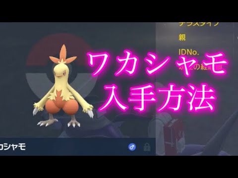 【ポケモンSV】【藍の円盤】ワカシャモ入手方法