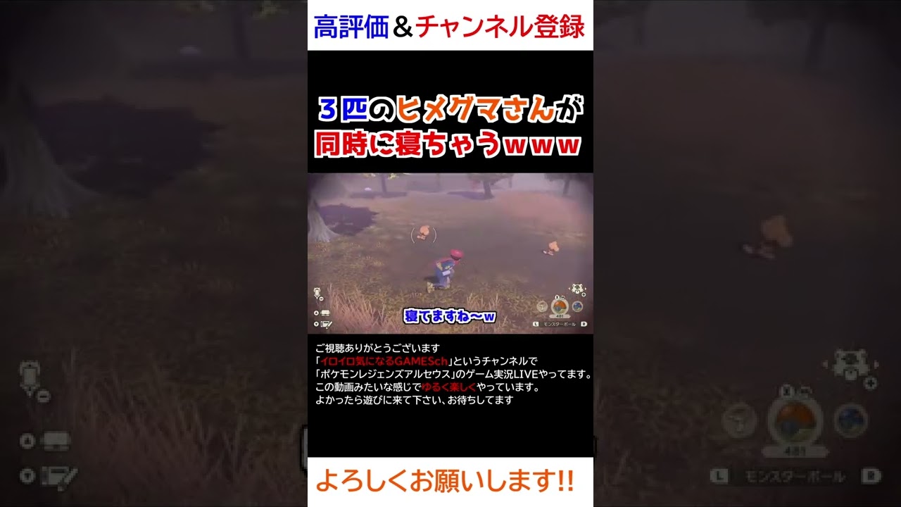 ３匹のヒメグマさんが同時に寝ちゃうｗｗｗ【Pokémon LEGENDS アルセウス】【寝顔ハンター】