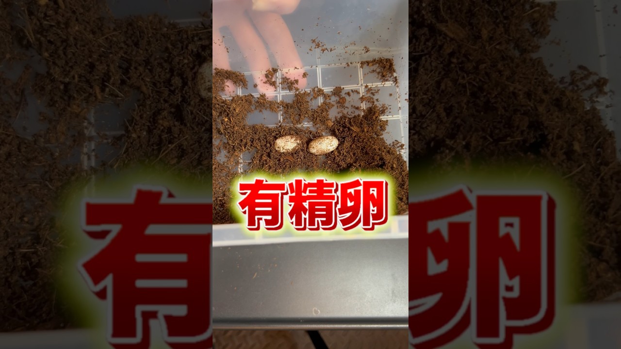 やっとヤモリの繁殖に成功したかもしれません！！！！