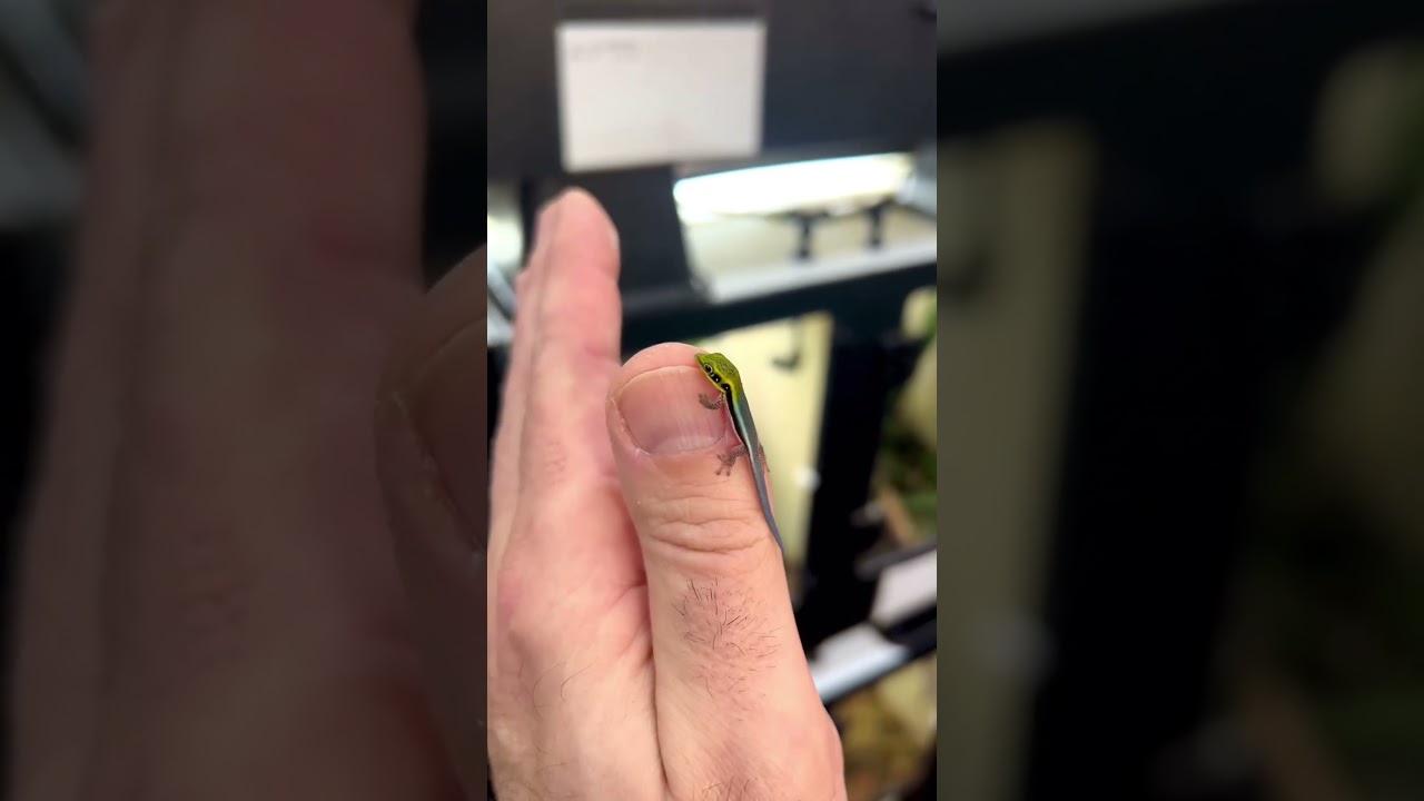 أصغر سحليه في العالم😯🦎