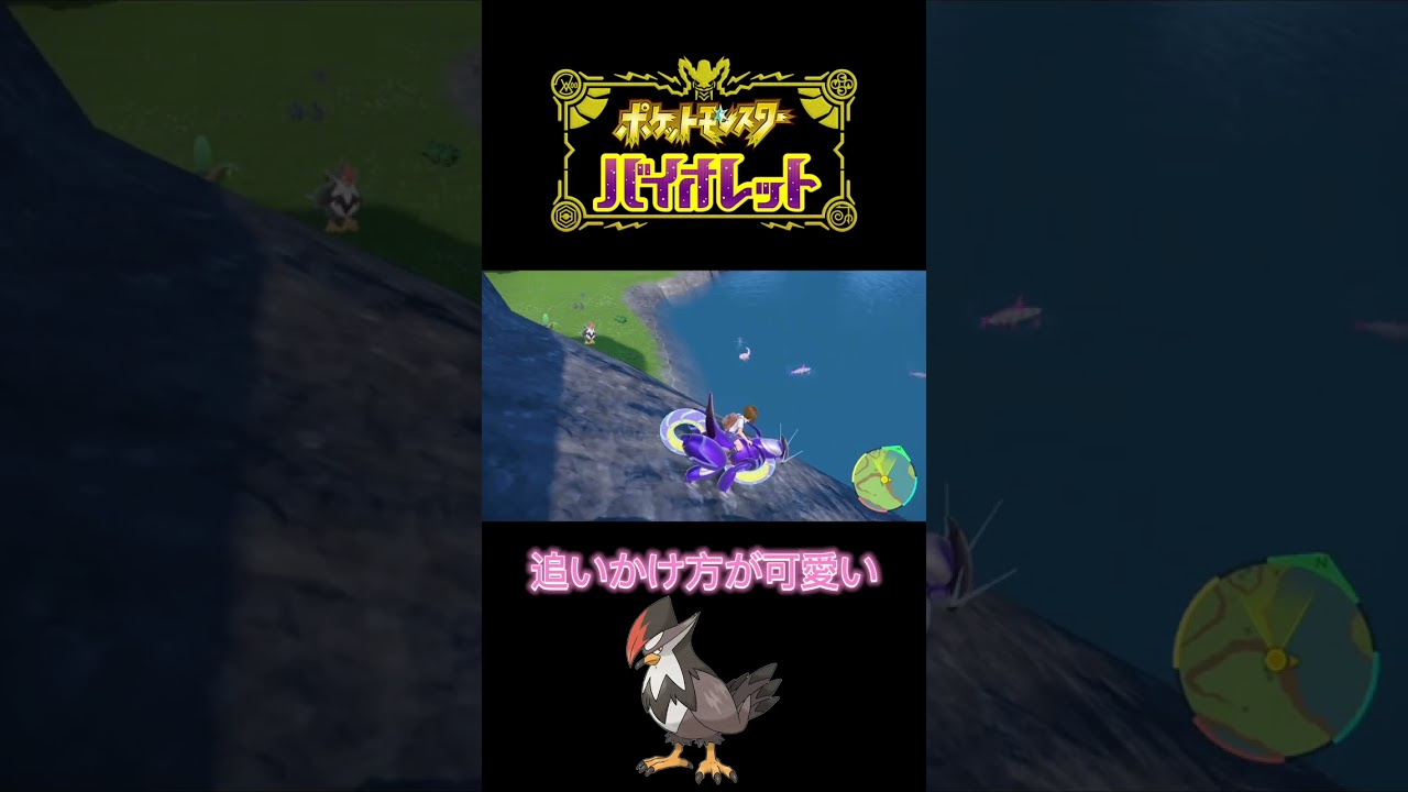 飛ばずに歩いて追いかけてくるムクホーク