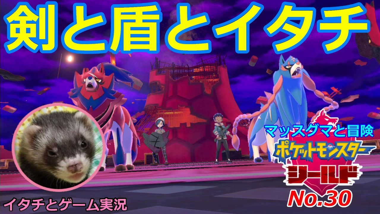 【ポケモン盾】マッスグマと冒険No.30【伝説の剣と盾とイタチ】