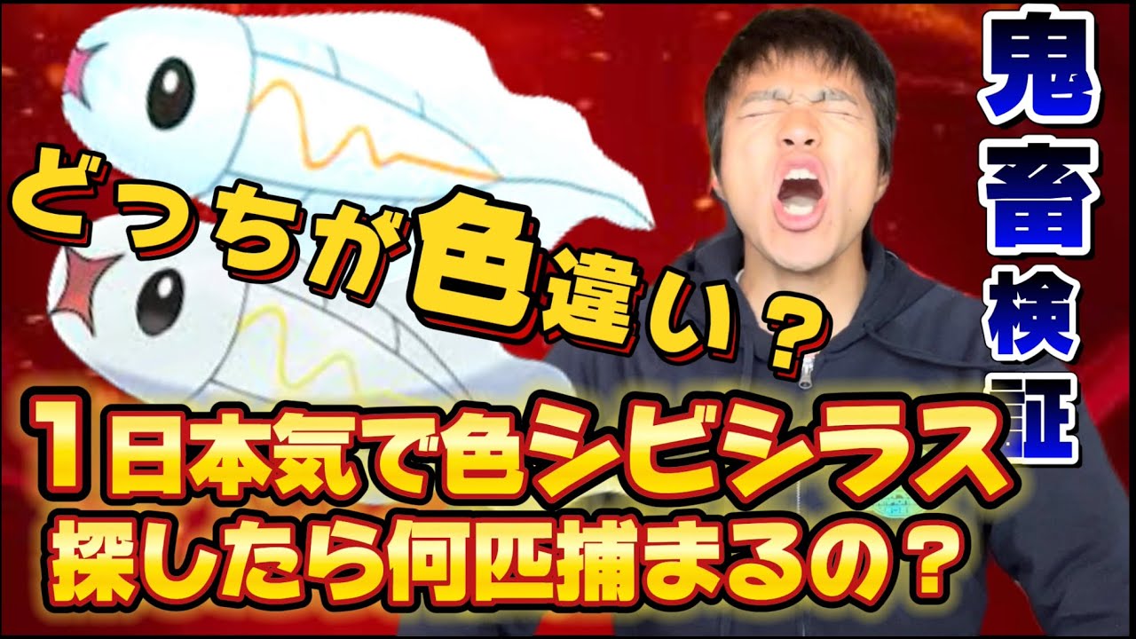 【鬼畜級】人間は本気で色シビシラス探したら何匹捕まえられるの？