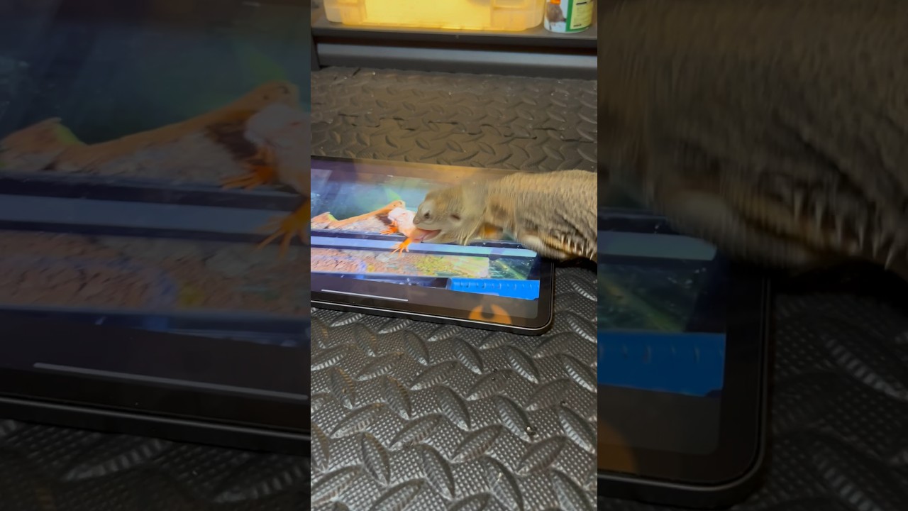 爬虫類にYouTubeを見せたら散々な結果になりました……