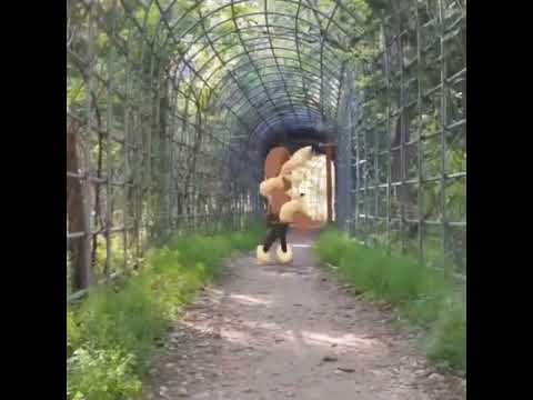 메가이어롭 ( Mega Lopunny ) メガミミロップ ( 長耳兔 )