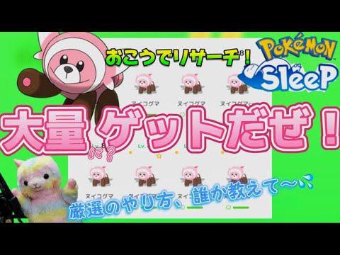 【ポケモンスリープ】ヌイコグマ、大量にやって来ました！が、厳選素人のリサーチ動画🎥　【ポケスリ】