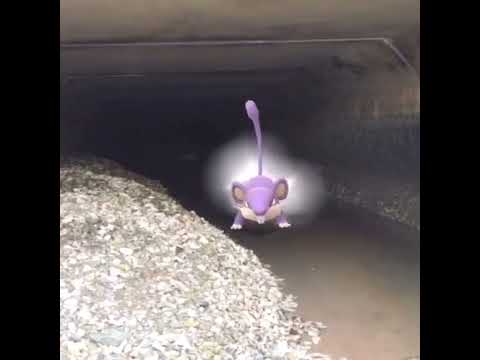 꼬렛 ( Rattata ) コラッタ ( 小拉達 )