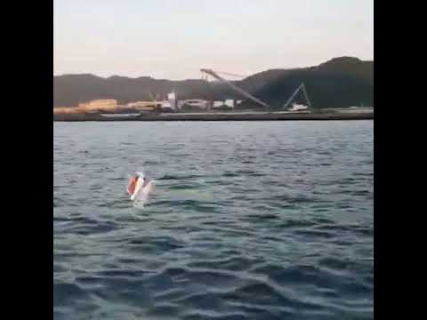 왕콘치 ( Seaking ) アズマオウ ( 金魚王 )