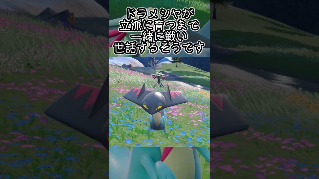【疲れた人向け】ドロンチ6匹とピクニック【ポケモンSV】#Shorts