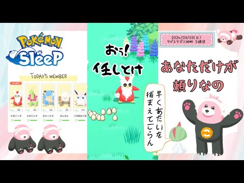 【ポケモンスリープ】こっこおばちゃんの睡眠リサーチ記録 227日目