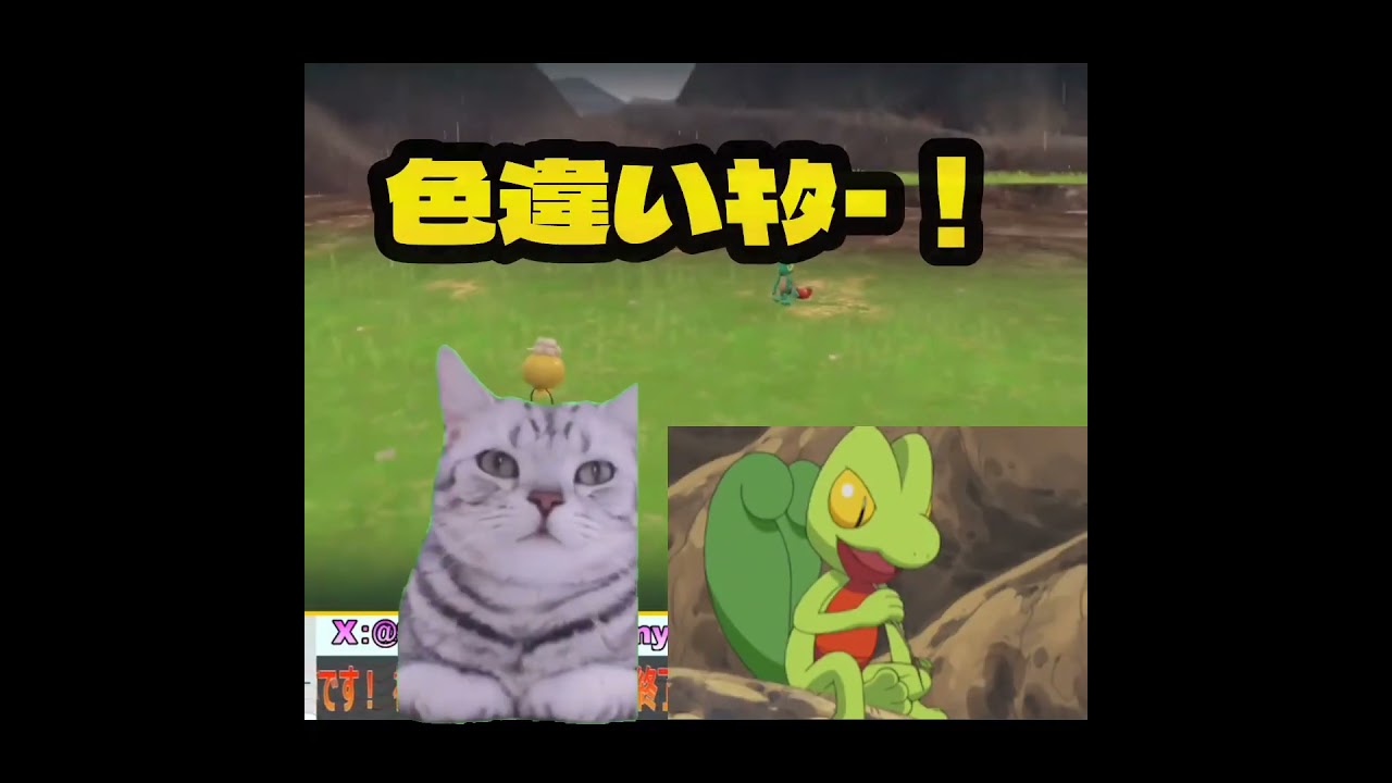 【ポケモンSV】キモリの色証を捕まえた！ #shorts #ポケモンsv #猫ミーム #色証 #生配信 #色違い