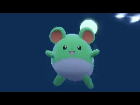 色違いのマリルが出たんだけど！？