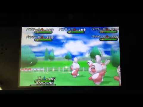 パッチールの群れ