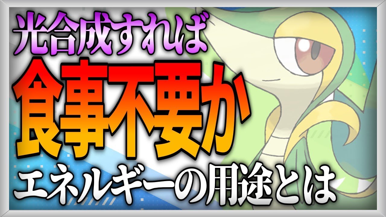【ポケモン生態考察】ツタージャは食事不要なのか【ゆっくり解説】