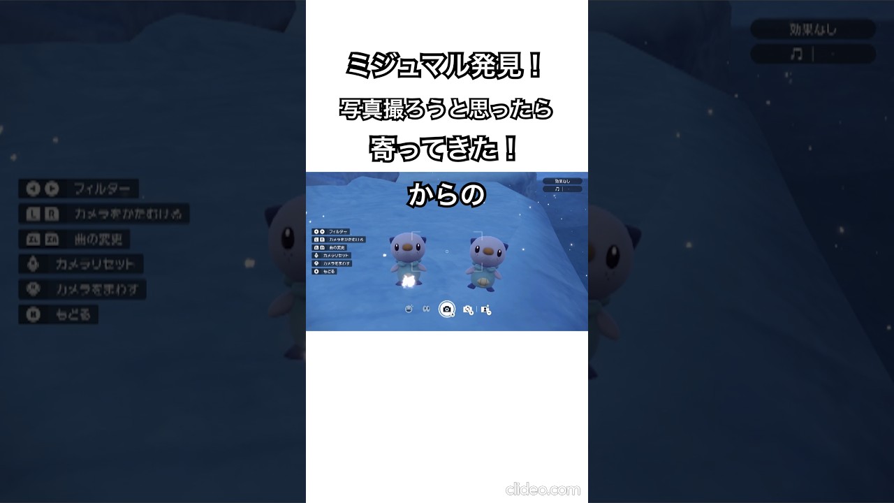 かわいすぎるミジュマル【ポケモンsv 藍の円盤】