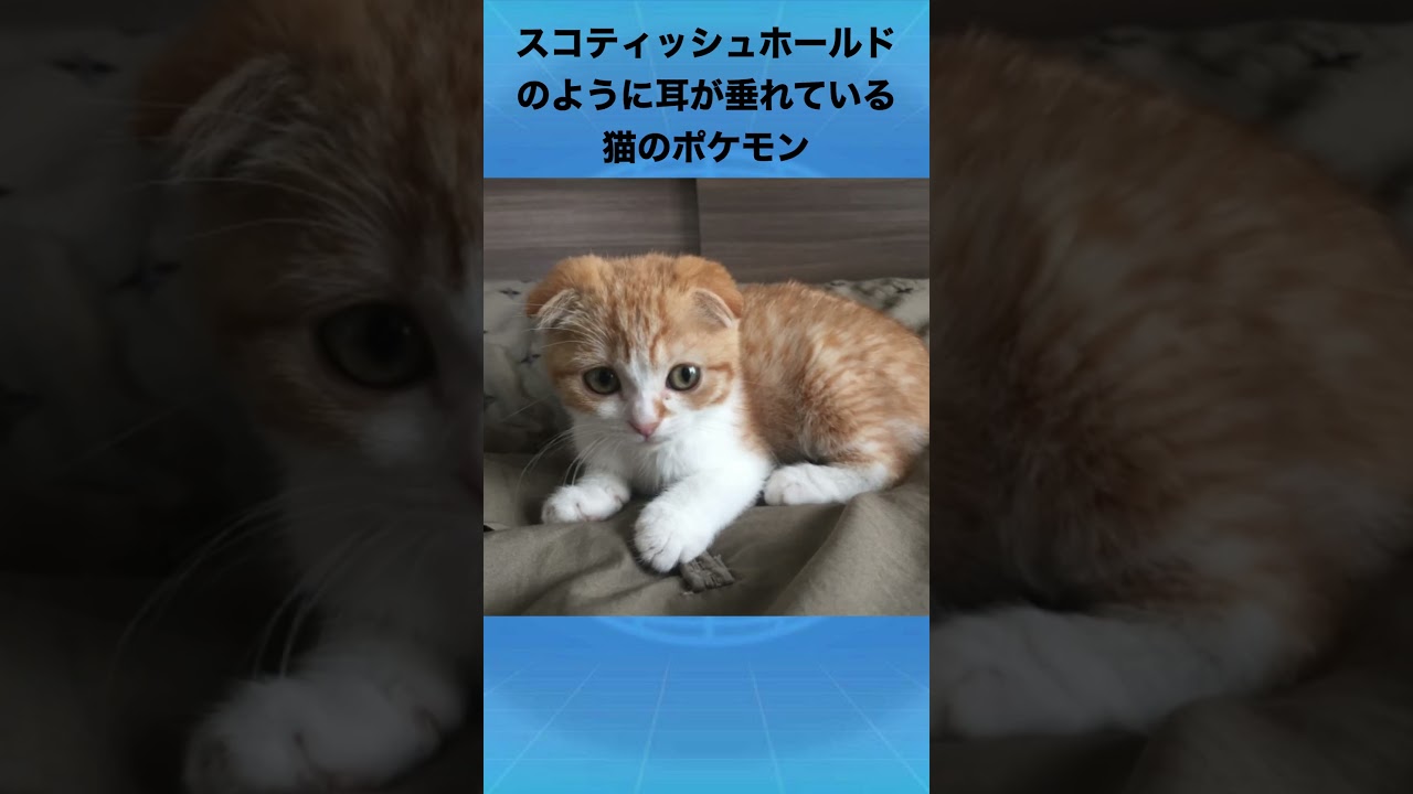 ニャスパーについて #ポケモン #ニャスパー #猫