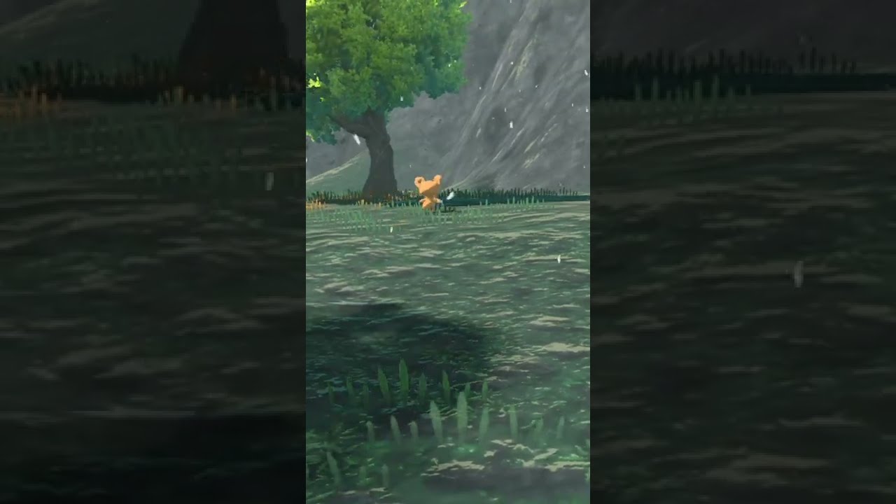 かわいいヒメグマ【ポケモンレジェンズアルセウス Pokémon Legends Arceus 】#shorts #ポケモンレジェンズアルセウス #pokemonlegendsarceus