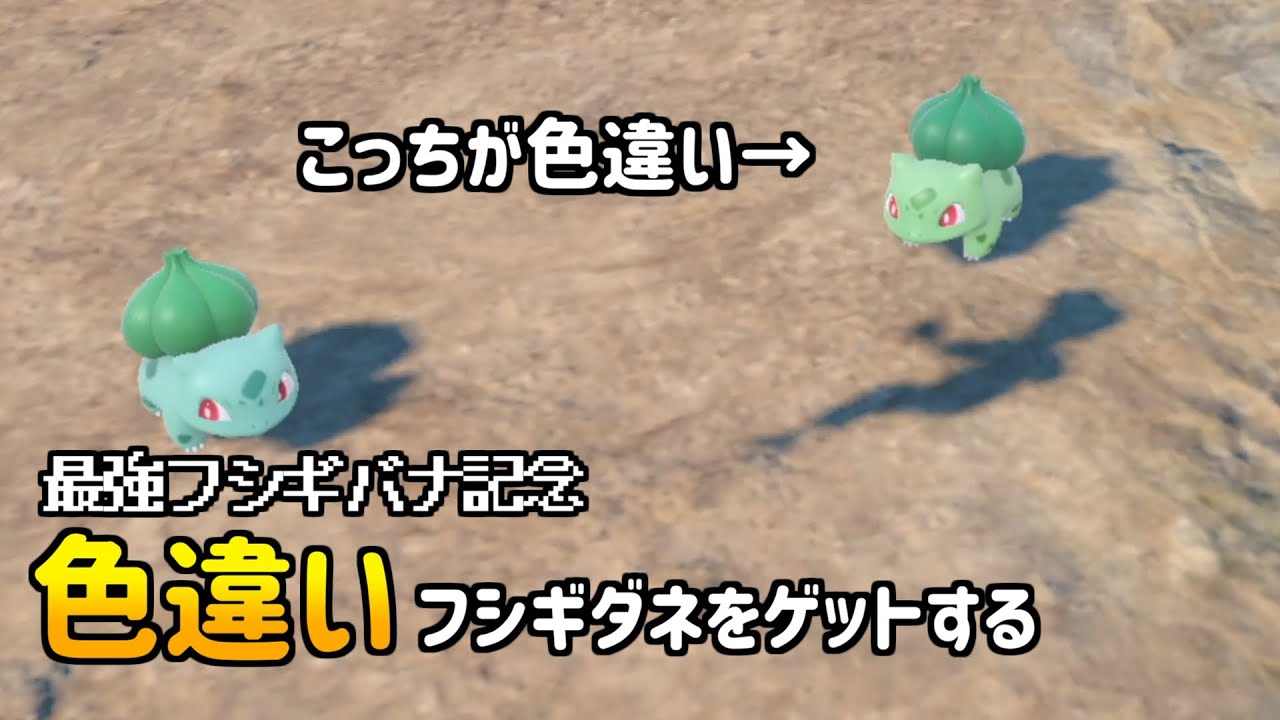 最強記念に色違いフシギダネ【ポケモンSV】