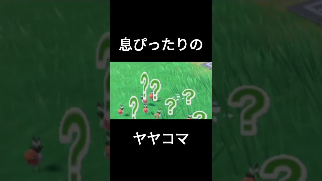 仲良しのヤヤコマ #ポケモンsv #ヤヤコマ