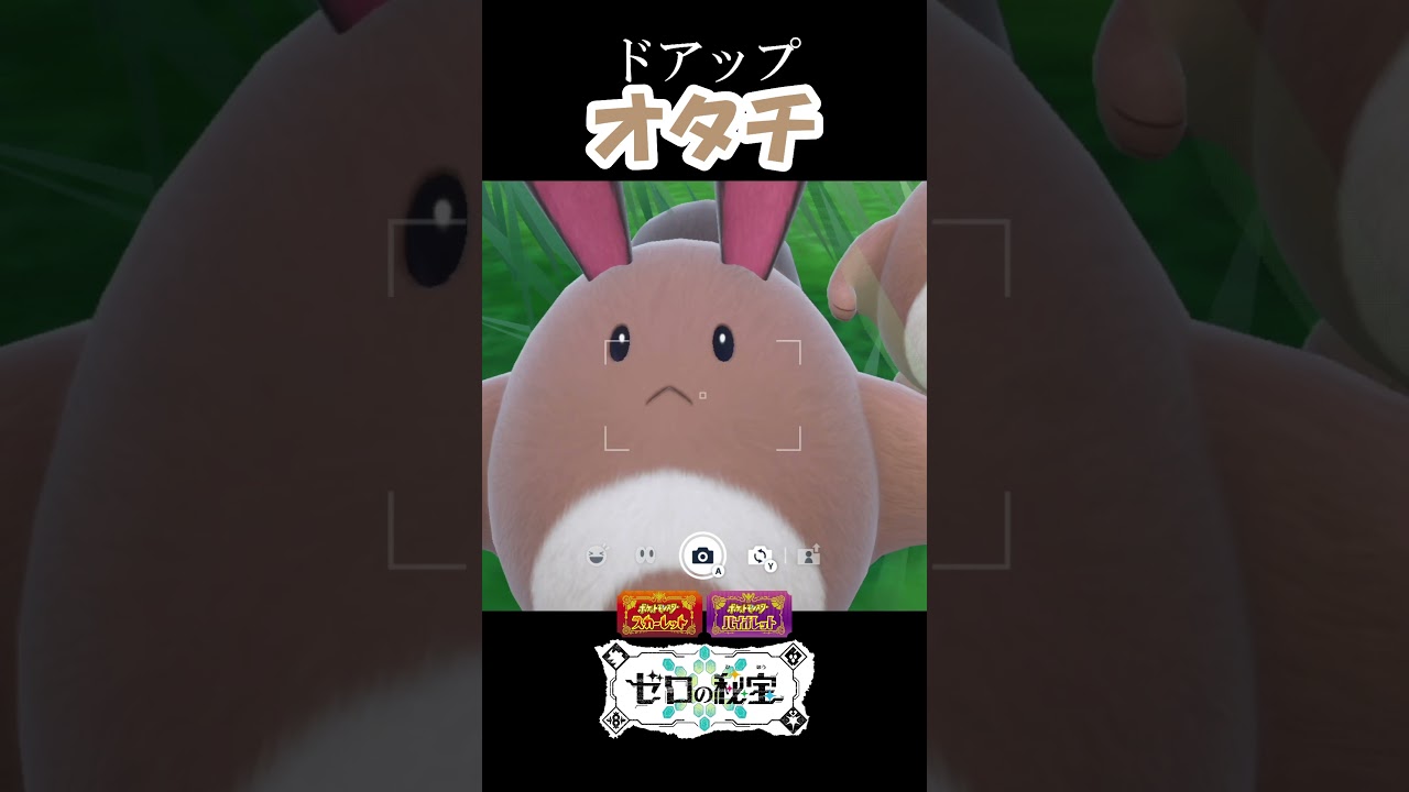 近くで見るオタチかわいい『ポケモンSV』 #ポケモンsv #ポケモン #ゼロの秘宝 #碧の仮面  #shorts