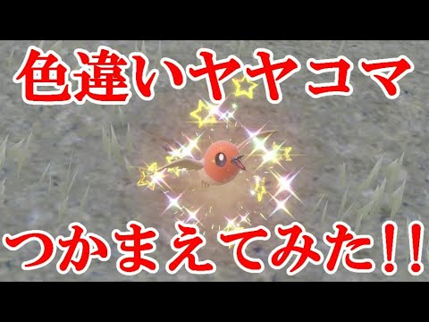 【ポケモンSV】色違いヤヤコマつかまえてみた！！