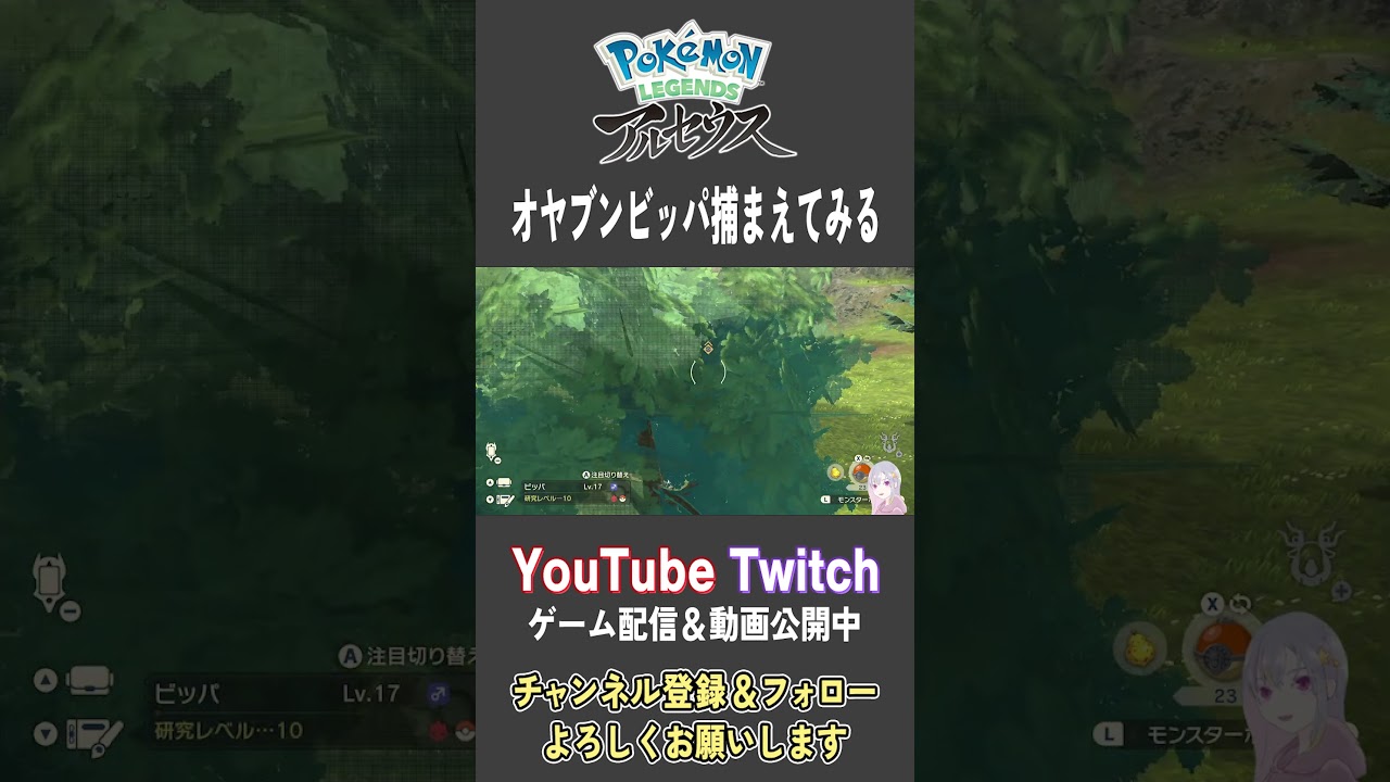 オヤブンビッパ捕まえてみる【Pokemon LEGENDS アルセウス】【#Shorts】【#38】