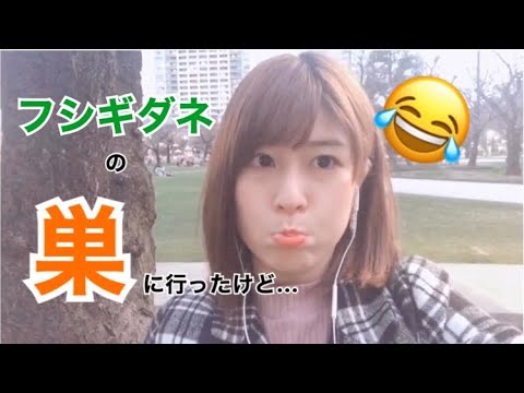 【ポケモンGO】フシギダネの巣に行ったけどまさかの結果に🥺