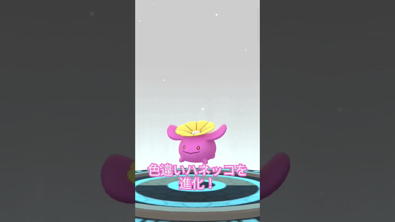 色違いハネッコを進化！#かいぶい #ポケモンgo #ポケモン #色違い #ハネッコ #チャンネル登録と高評価お願いします #愛快ノひら