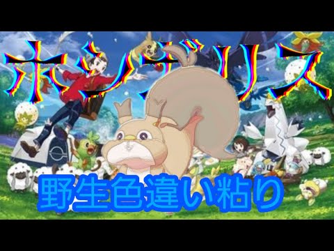【ポケモン剣盾】　ホシガリス色違い厳選!!　ひかるおまもり有り