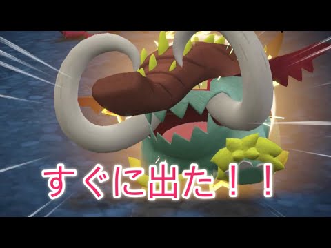 古代のドンファン！！！すぐに出た！！色違いイダイナキバポケモンスカーレットバイオレット Pokemon sv