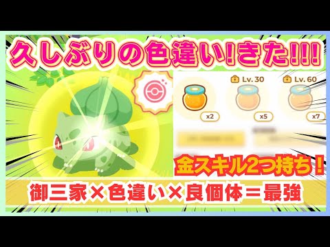 【無課金】御三家色違いキマシタワー！＼(^o^)／蜜特化フシギダネ！＠ライコウリサーチ【ポケモンスリープ】社畜OLの無課金ゲーム実況攻略記202404