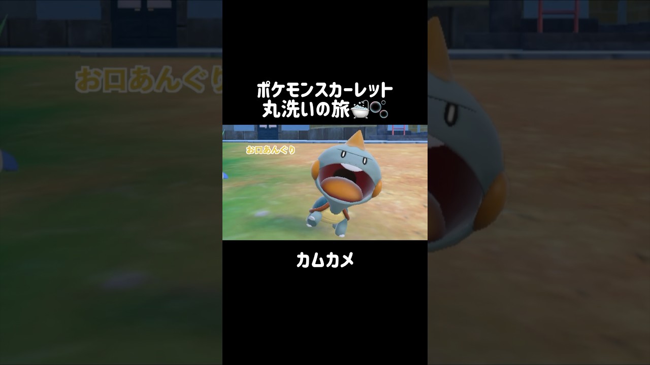 なんでも噛まずに居られないカムカメを洗うと…？🐢🦷 #カムカメ #chewtle  #ポケモンsv #ポケモンスカーレット #ポケモン #pokemon #shorts