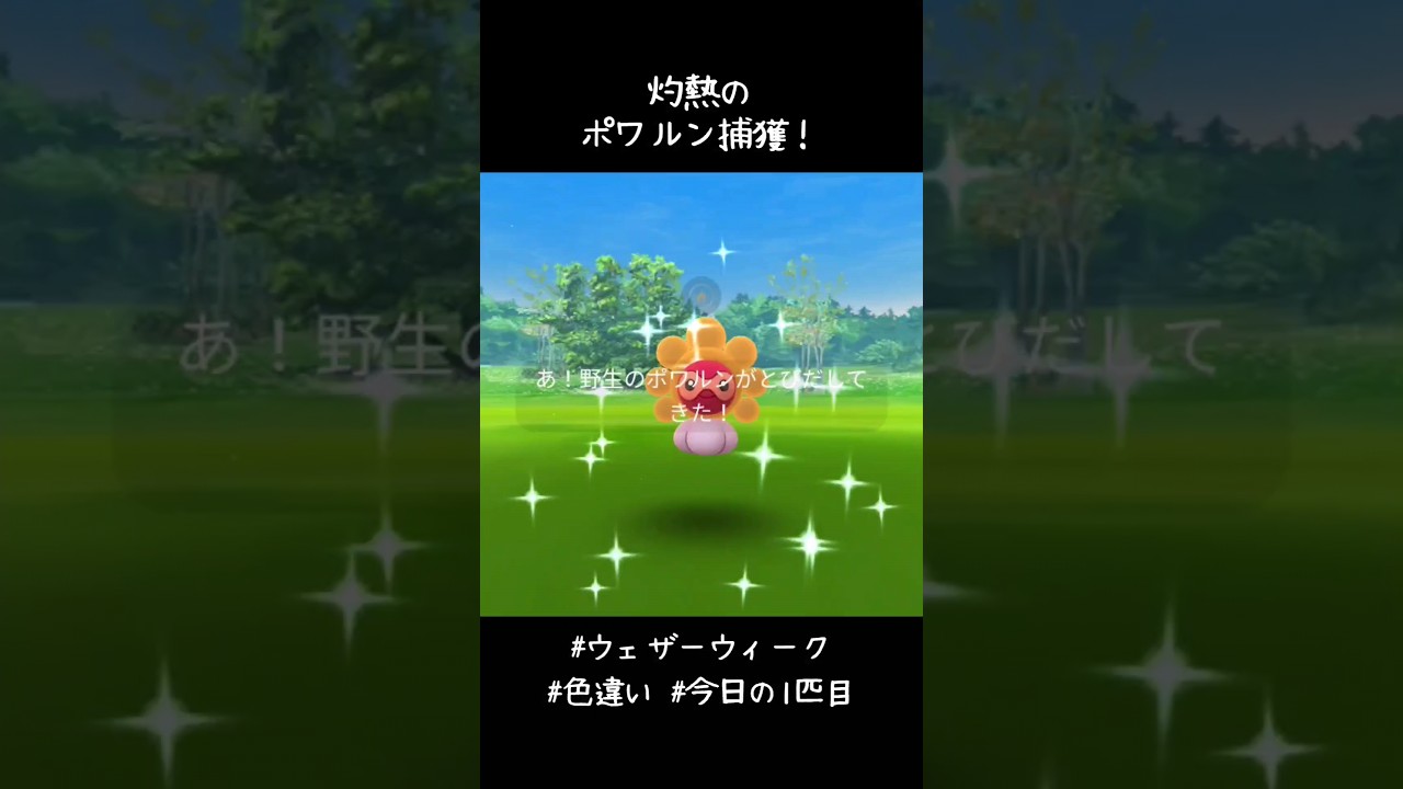 朝一にも灼熱のポワルン捕獲✨✨✨輝いてるー！！#ポケモンGO #ウェザーウィーク #今日の1匹目 #色違い
