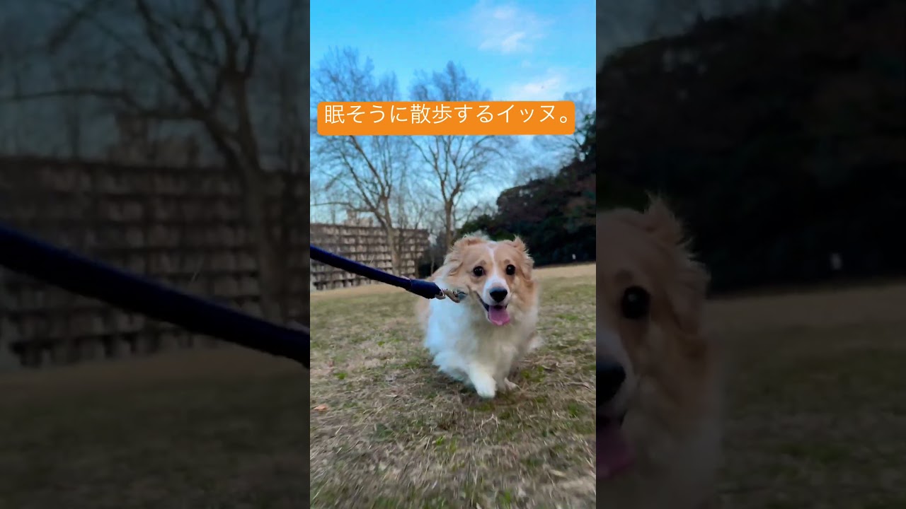 怪獣の欠伸。#vaundy #dog #チワックス #犬のいる暮らし #ポケモン #ワンパチ