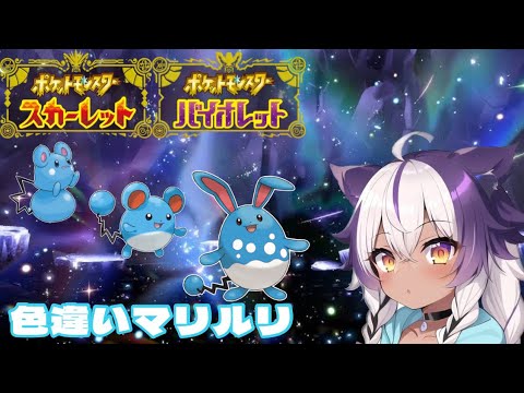 【ポケモンSV】色違いルリリ → マリル → マリルリ【ポケットモンスタースカーレットバイオレット】