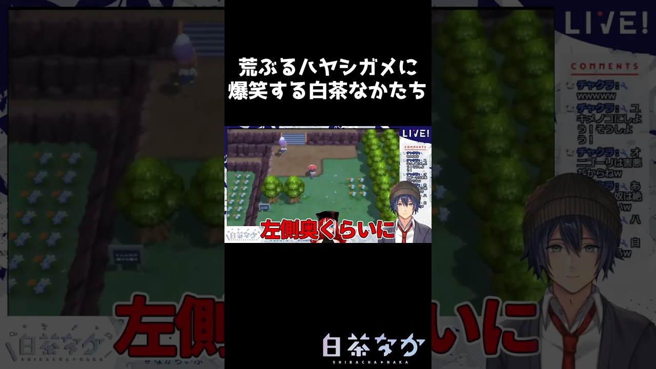 【ポケモンBDSP】相棒ハヤシガメの行動に爆笑する白茶なか #ポケモン