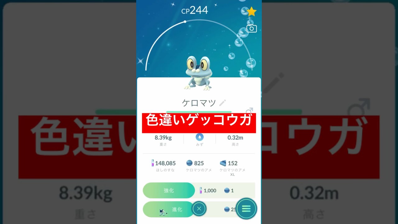 【色違いゲッコウガ】ケロマツを進化させてみた！ #色違いポケモン #ポケモンgo #ポケモンgo色違い #ケロマツ #コミュニティデイ  #pokemonGO