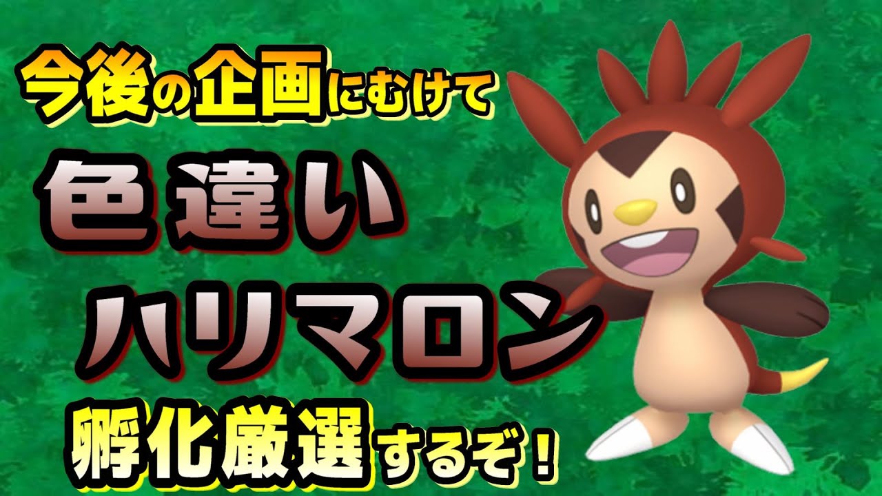 203体～　色違いハリマロン孵化厳選！何匹目に産まれるか予想チャレンジあり！【ポケモンSV】