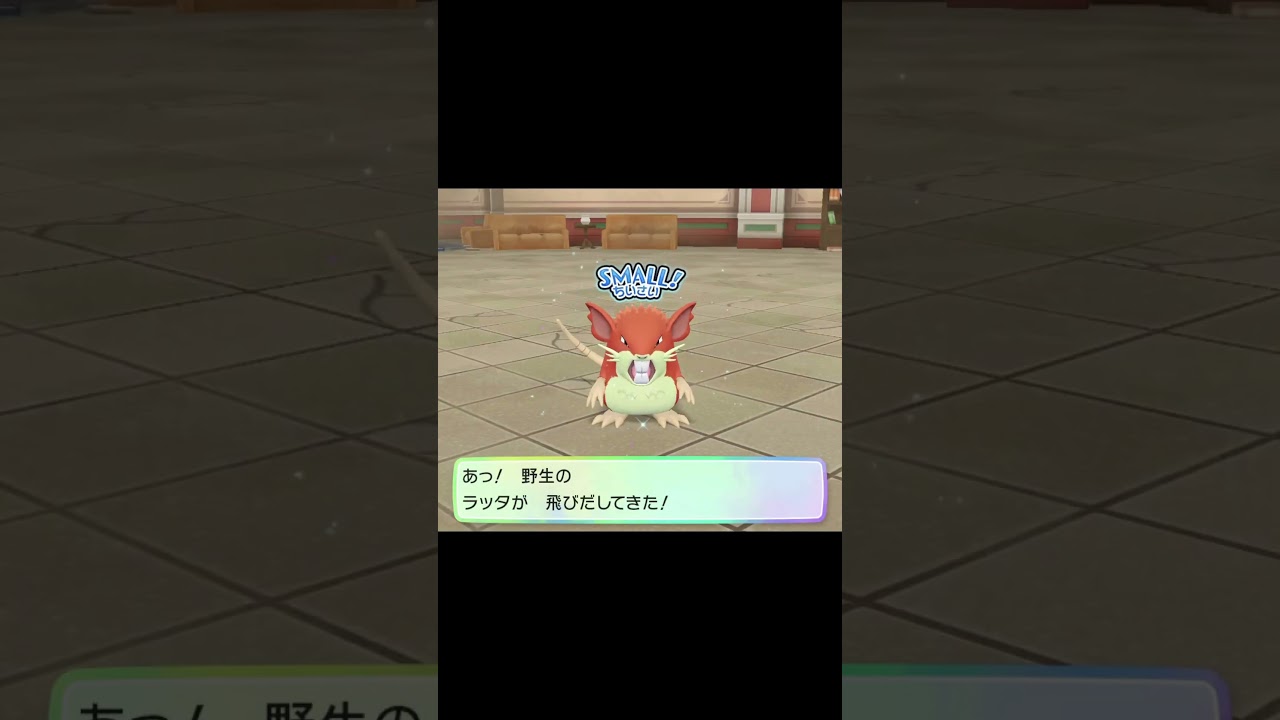 【ピカブイ】野生の色違いラッタが飛びだしてきた！　#Shorts