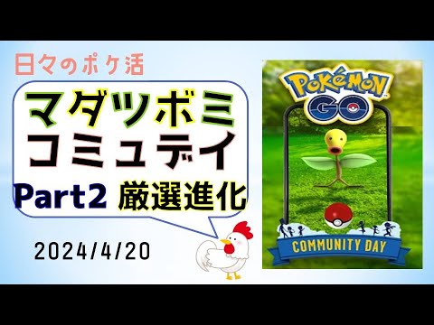 【マダツボミ コミュデイ②】とことん厳選＆進化！ #pokemongo #ポケモンgo #コミュニティデイ #マダツボミ #ウツボット #スーパーリーグ #厳選 #進化