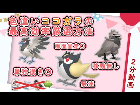 30分3体の単独湧き色違いココガラ・アオガラス・アーマーガア最高効率厳選方法　#ポケモンsv #ココガラ #アオガラス #アーマーガア #色違い