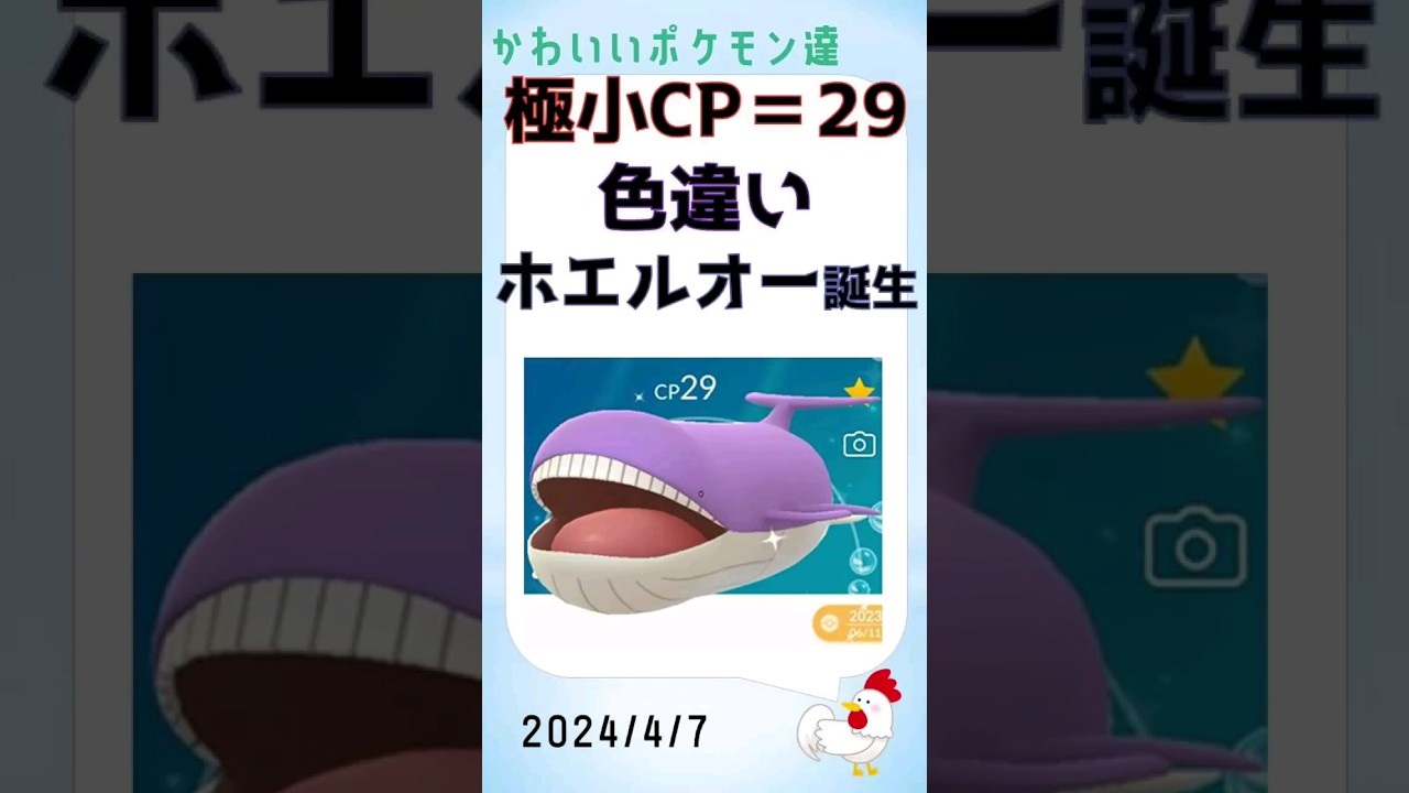 【ポケモンGo】激レア！極小CPの色違いホエルオー誕生！かわいいポケモン #pokemongo #ゲーム実況 #ポケモンgo #攻略 #色違い #shinypokemon #イベント #かわいい