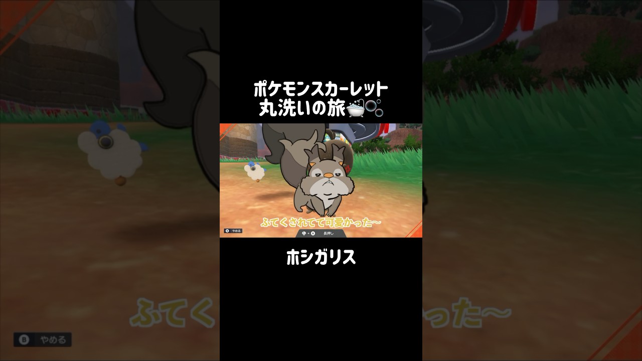 ご飯だいすきホシガリスの頬袋を洗うと...？🍎🐿 #ホシガリス #Skwovet   #ポケモンsv #ポケモンスカーレット #ポケモン #pokemon #shorts